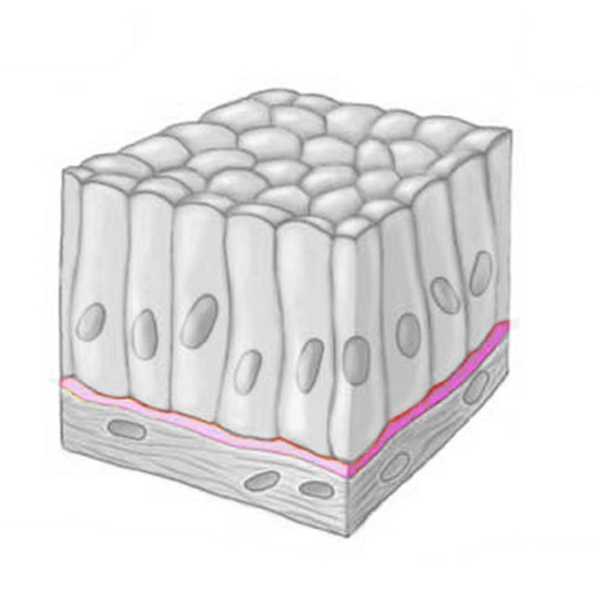 <p>- attaches epithelia to the boy (located between the epithelium and connective tissue layer)</p><p>- not cellular</p><p>- formed by glycoprotein secretions from epithelial cells plus collagen fibers</p>