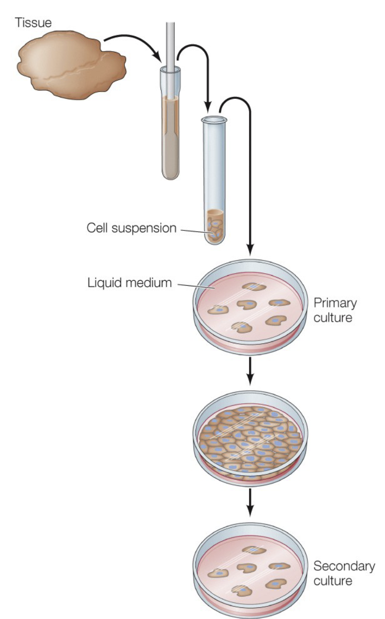 <p>allows for controlled manipulations, makes it easier to study signaling mechanisms. Primary cultures vs immortal cell lines. </p>