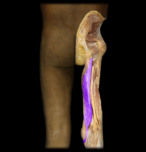 Flexion of leg
Extension of thigh