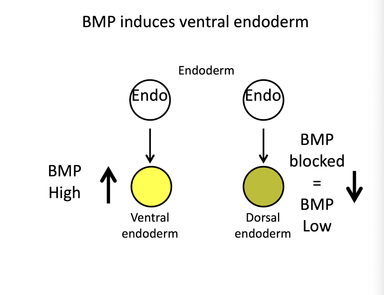 <ul><li><p class=""><strong>High BMP</strong> → endoderm becomes <strong>ventral endoderm</strong></p></li><li><p class=""><strong>Low BMP</strong> → endoderm becomes <strong>dorsal endoderm</strong> (gut-associated structures)</p></li></ul><p></p>