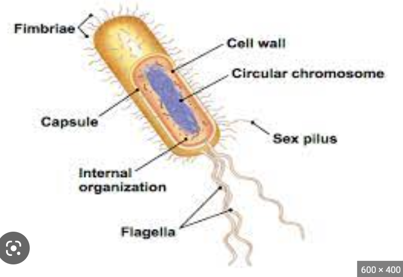 * Cell Envelope: Consist of the plasma membrane, cell wall, and at least one additional layer (i.e. capsule or slime layer)

•       Plasma membrane: Most important, encompasses the cytoplasm and defines the cell. Important the relationship between the cell and the outside world. Selectively permeable barrier.

* nucleoid: take up some of the space within a bacteria cell
* ribosomes
* Flagella: The tail of the bacteria use for locomotion
* Pillus: Used for attachment (sex pili) similar to fimbriae
* Fimbriae: The ‘hairs’ on a bacteria that help with an attachment used for