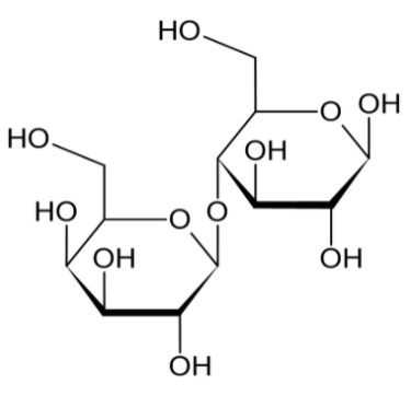 <p>made of galactose and glucose; beta 1,4 linkage </p><p></p>