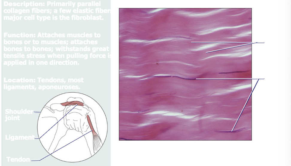 <p>Primarily parallel collagen fibers; a few elastic fibers. Major cell type is fibroblast. Functions to attach muscles to bones, muscles to muscles, and bones to bones. Very strong</p>