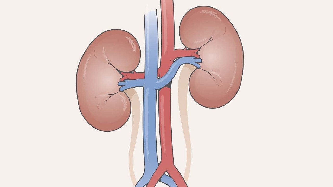 <p>kidney</p>