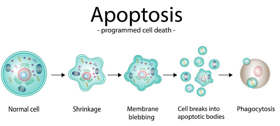 <p><span><span>An inability to repair the damage can trigger apoptosis during </span></span><span>G1/S checkpoint</span></p><ul><li><p><span><span>mitochondria executes the cell</span></span></p></li></ul><p></p>