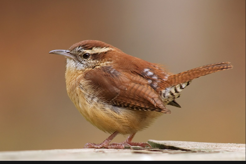 <p>Carolina Wren </p>