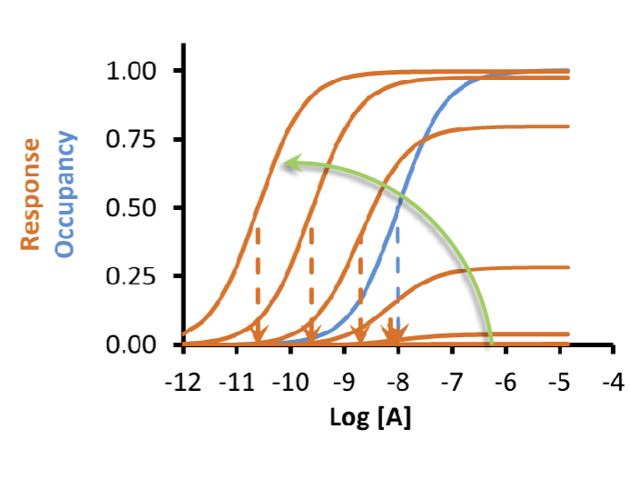 <p>maximum response increases</p><p>potency increases</p>