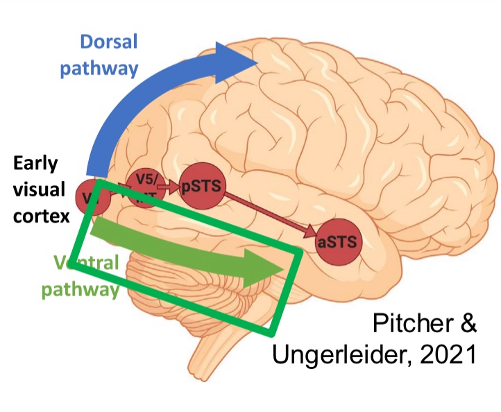 <ul><li><p>Dorsal stream vs ventral stream</p></li><li><p>Superior temporal sulcus pathway also proposed</p></li><li><p>Not separated, connected to one another</p></li><li><p>Broad generalization: cross connections, feedback as well as feed forward.</p></li></ul><p></p>