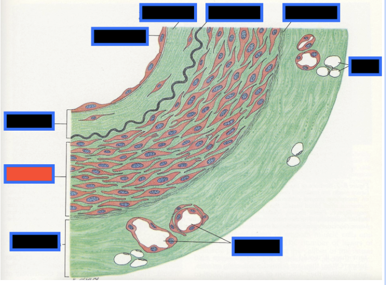 <p><span style="background-color: transparent; font-family: &quot;Times New Roman&quot;, serif;">What part of the Blood Vessel (in the red box) is this</span></p>