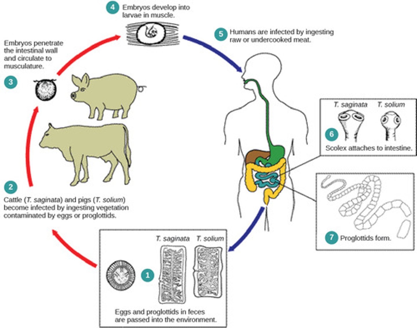<p>parasitism</p><p>(Note: many are</p><p>either facultatively</p><p>or obligately anaerobic)</p>