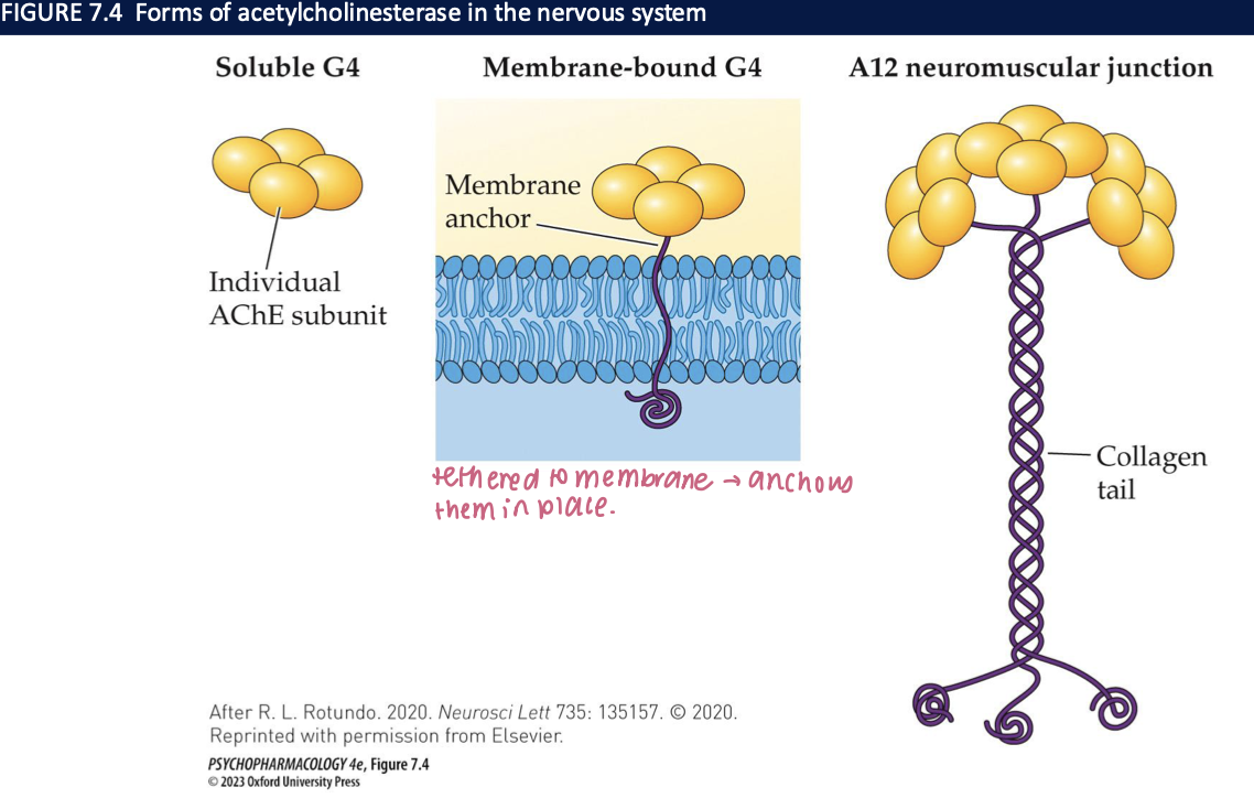 <ul><li><p>breaks ACh down to choline + acetic acid → four subunits combine to form a tetramer (G4)</p></li><li><p>3 forms:</p><ul><li><p><strong>soluble:</strong> free G4 in the cell</p></li><li><p>G4 tethered to the cell membrane in a position to allow rapid breakdown</p></li><li><p>A12 → at neuromuscular junctions → 12 subunits v. rapid breakdown of ACh allows muscle to relax before next contraction</p></li></ul></li></ul><img src="https://knowt-user-attachments.s3.amazonaws.com/0eae9e25-55e6-4258-a8f9-e097179c85de.png" data-width="100%" data-align="center"><p></p>