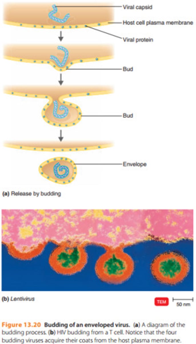 <p>The process by which the envelop develops around the capsid</p>