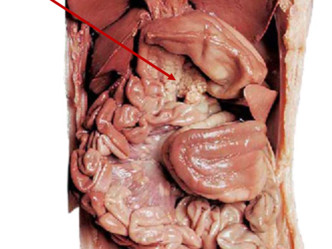 <p>What is the arrow pointing to? What’s it function? </p>