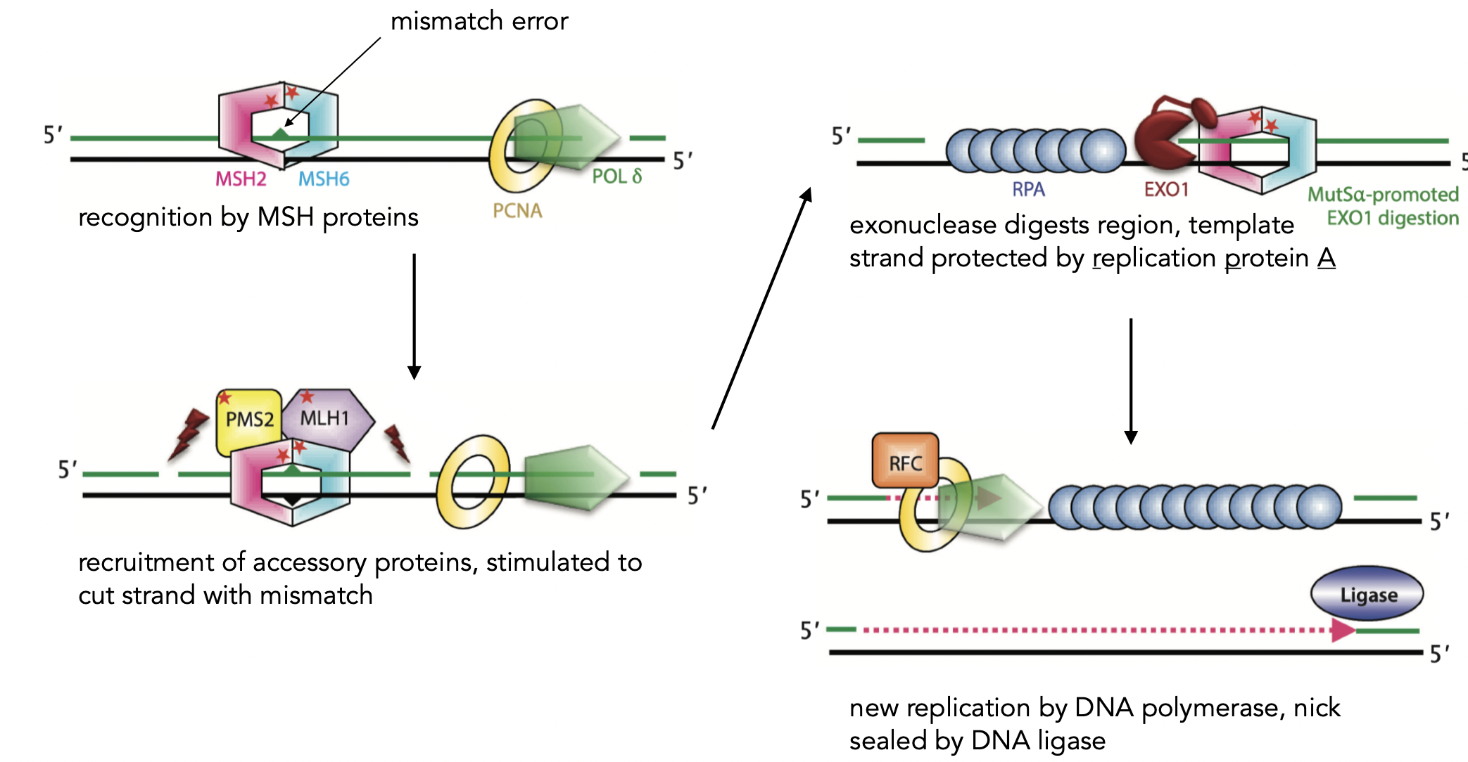 <p>corrects polymerase errors and DNA damage</p><ul><li><p>associates with DNA and scans for missmatches</p><ul><li><p>exonuclease digests region→ template strand protected by RPA → recruits accessory proteins that are stimulated to cut strands → new replication by DNA polymerase → nick sealed by DNA ligase</p></li></ul></li></ul>