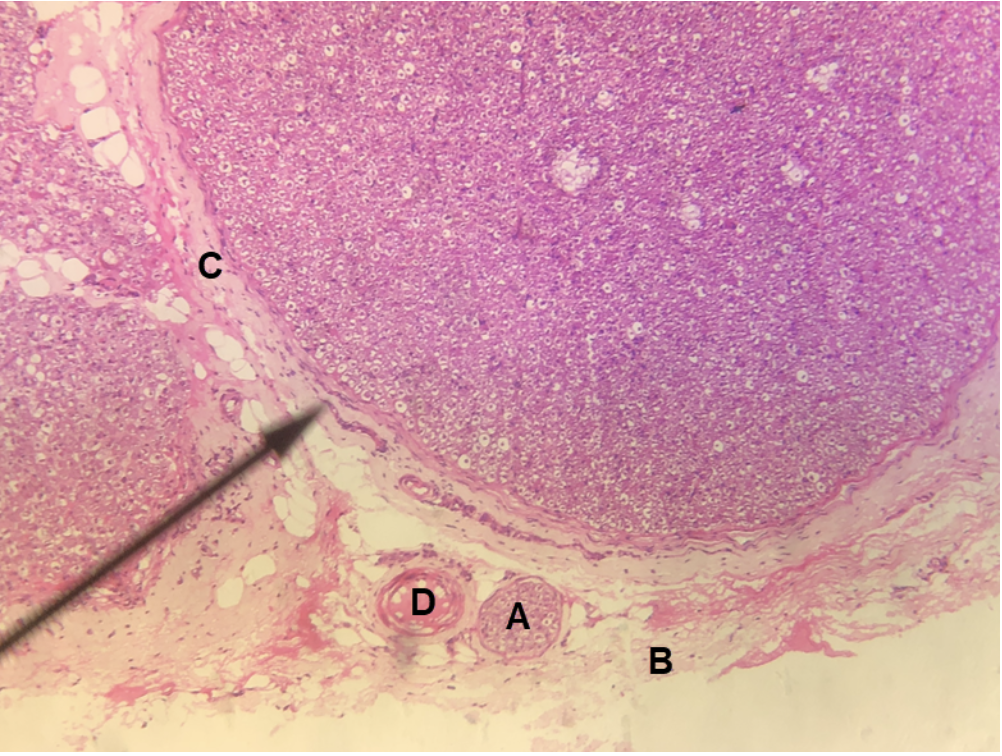 <p><span><span>In the image above, identify structures A-D.</span></span></p>
