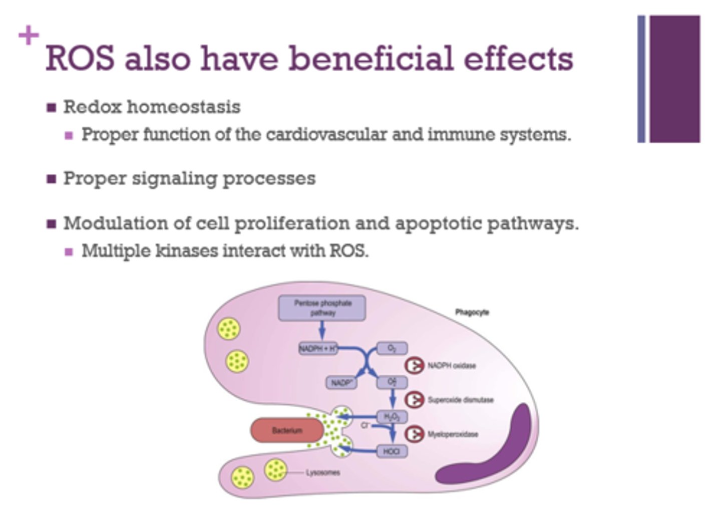 <p>- redox homeostasis</p><p>- proper signaling processes</p><p>- modulation of cell proliferation</p><p>- apoptotic pathways (programed cell death)</p>
