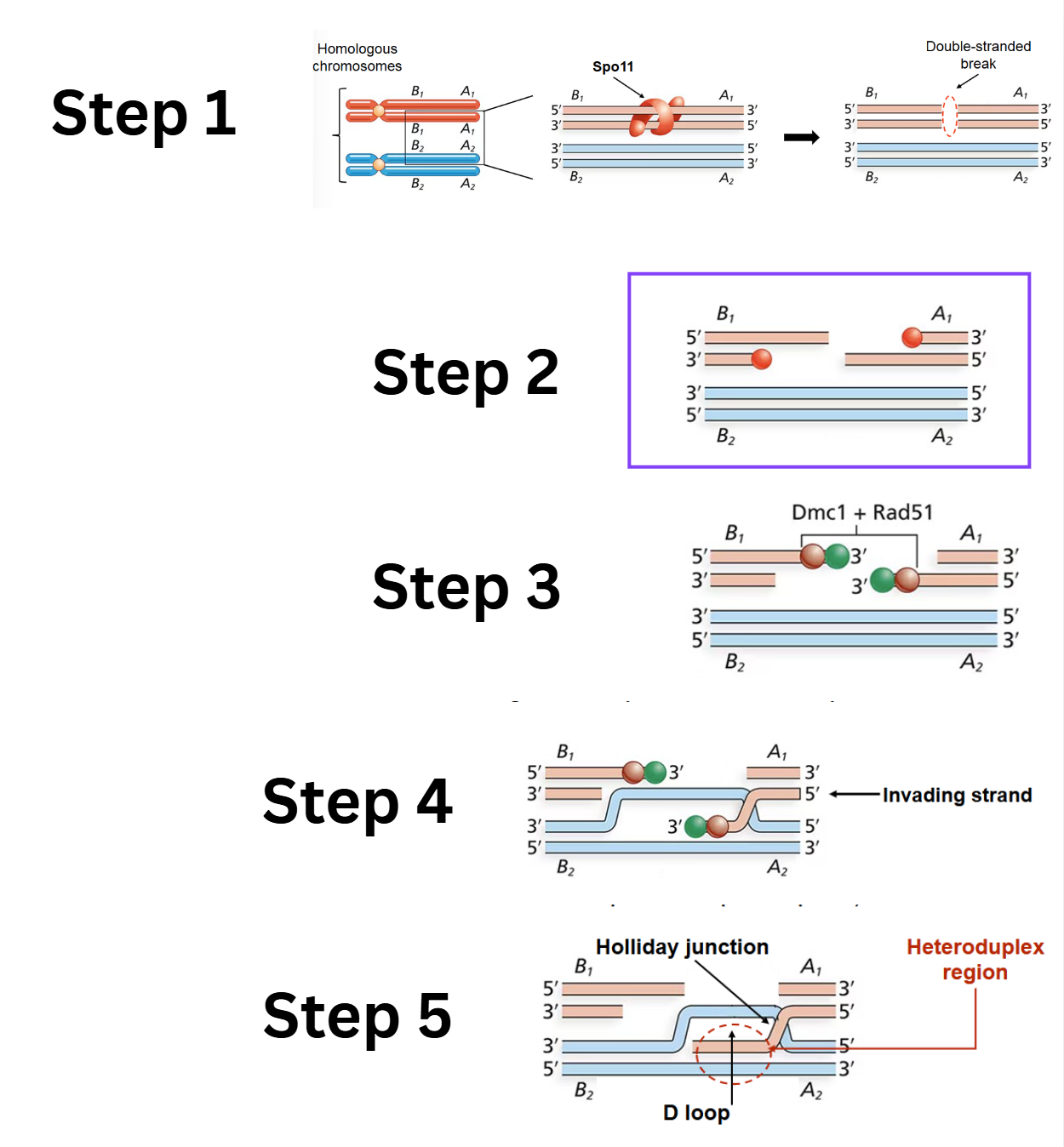 <ol><li><p><strong>Double-stranded break (DSB):</strong> An enzyme called <strong>Spo11</strong> creates a double-stranded break in <em>one</em> of the DNA duplexes.</p></li><li><p><strong>Digestion of cut strands:</strong> The <strong>Mrx</strong> complex and <strong>Exo1</strong> enzyme associate with Spo11 and digest the 5' ends of the cut strands, creating 3' single-stranded overhangs.</p></li><li><p><strong>Strand-exchange nucleoprotein filaments:</strong> <strong>Dmc1</strong> and <strong>Rad51</strong> proteins bind to the trimmed single-stranded regions and assemble into <em>strand-exchange nucleoprotein filaments</em>.</p></li><li><p><strong>Strand invasion:</strong> The strand-exchange nucleoprotein filaments promote strand invasion</p></li><li><p><strong>D-loop and first heteroduplex region:</strong> Strand invasion creates a <strong>D-loop</strong> (displacement loop) and the first <strong>heteroduplex region</strong>. (Rad52, Rad59, and other proteins participate in this step). This also forms the first Holliday junction.</p></li></ol><p></p>