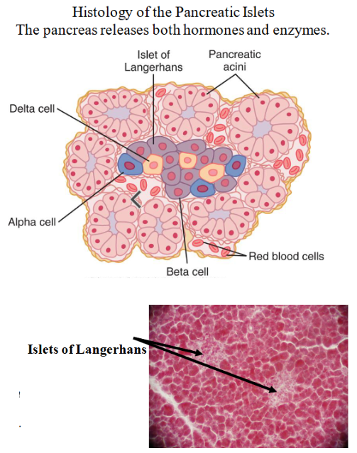 <p>pancreas</p>