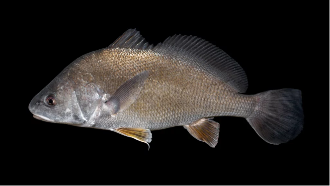 <ul><li><p><em><u>Order</u></em>: Acanthuriformes</p></li><li><p><em><u>Family</u></em>: Sciaenidae</p></li><li><p><strong>long soft dorsal fin (> 24 rays)</strong></p></li><li><p><strong>not the smartest-looking fish</strong></p></li></ul><p></p>