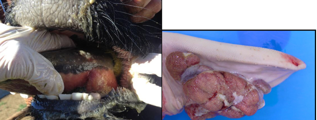 <ul><li><p>Oral Actinobacillus (Wooden Tongue)</p><ul><li><p>Actinobacillus lignieresii</p></li></ul></li></ul><p></p><p>Don’t confuse with A. bovis </p>