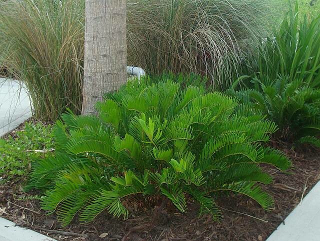 <p>Coontie</p>
