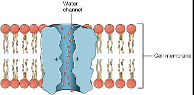 <p><span>channel protein that allows passage of water</span></p>