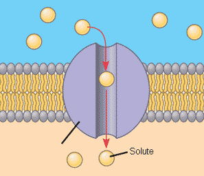 A membrane protein, specifically a transport protein, that has a hydrophilic channel that certain molecules or atomic ions use as a tunnel.
Allow passive transport(no energy needed) between the inside and outside of the membrane