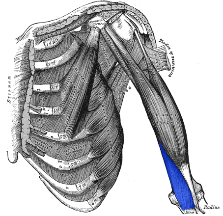 <ul><li><p>coronoid process of ulna and ulnar tuberosity</p></li></ul>