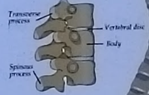<p>Transverse process, spinous process, vertebral disc, body, lamina</p>