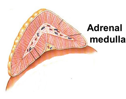 <p>3rd Difference: Sympathetic Division also controls endocrine system</p>