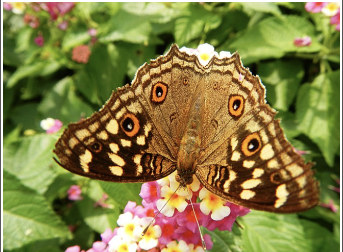 <p>what pollination syndrome is this </p>