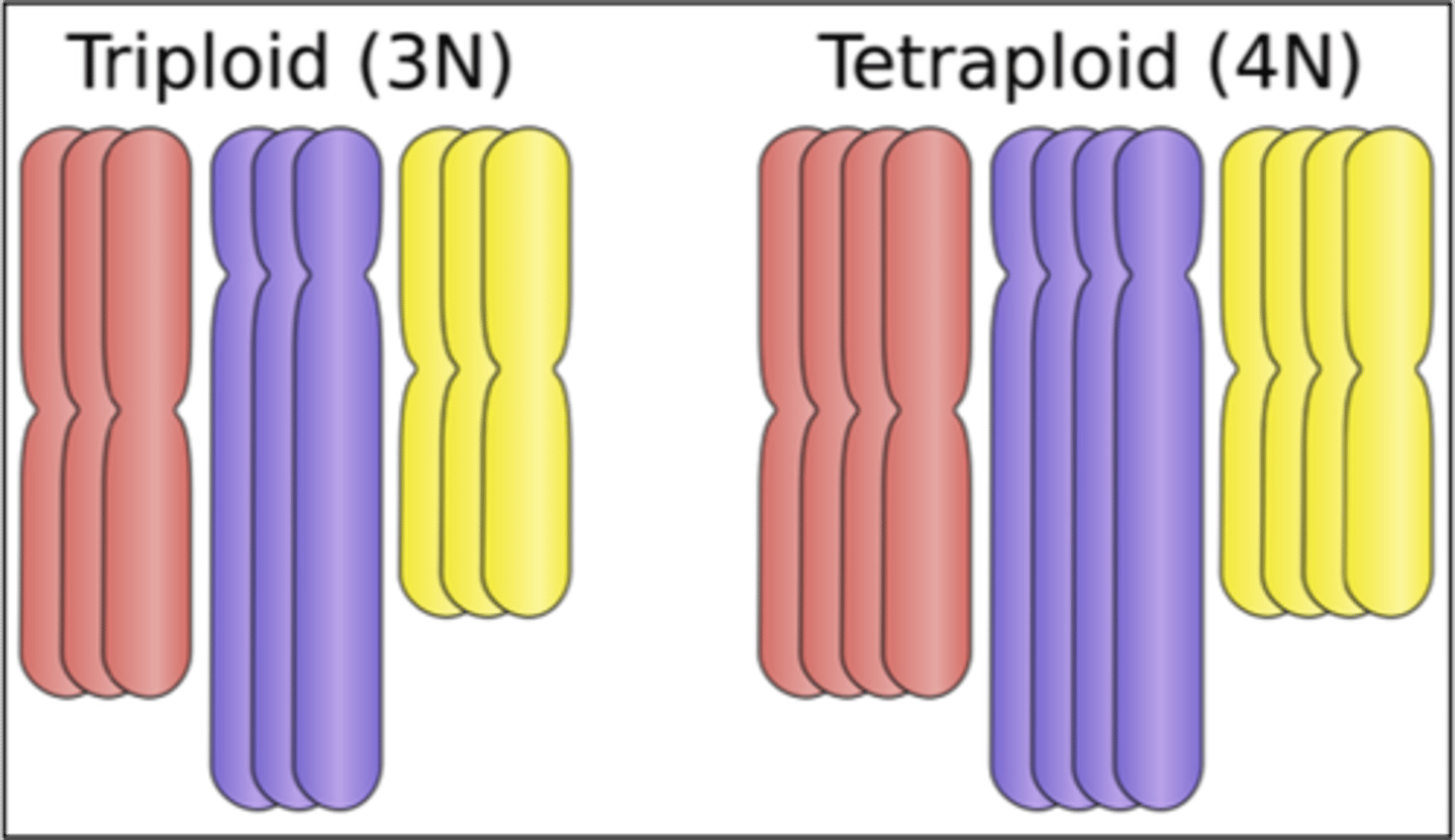 <p>Where an organism has three or more sets of homologous chromosomes.</p>