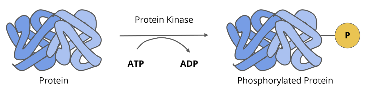 <ul><li><p>protein kinases are enzymes that attach phosphate groups to tyrosine, serine, and theronine</p></li><li><p>in addition to receptor protein kinases, there are non receptor protein kinases</p></li><li><p>the majority of protein kinases are non receptor, cytosolic signalling proteins</p></li><li><p>cytosolic protein kinases can act as intermediates, in that once they are activated they can activate other protein kinases, other signalling proteins, or they can directly phosphorylate effector proteins like enzymes</p></li><li><p>in general, phosphorylation of target proteins leads to their activation byt some proteins are inactivated by phosphorylation</p></li><li><p>some protein kinases can enter the nucleus but they do not interact with DNA directly</p></li><li><p>instead, they can phosphorylate proteins that do interact directly with the DNA</p></li></ul><p></p>