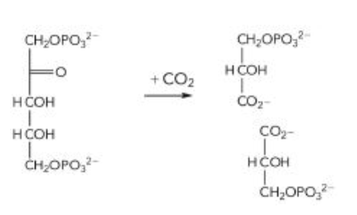 <p>What is the name of the enzyme that catalyzes the reaction shown below?<br>a) ribulose bisphosphate carboxylase<br>b) acetyl-CoA carboxylase<br>c) glyceraldehyde-3-phosphate dehydrogenase<br>d) pyruvate carboxylase</p>