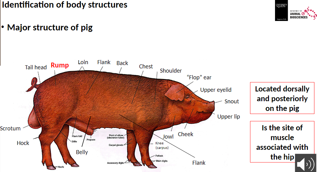<p><strong>Rump</strong><br>āLocated dorsally and posteriorly on the pig<br>āSite of muscle associated with the hip</p>