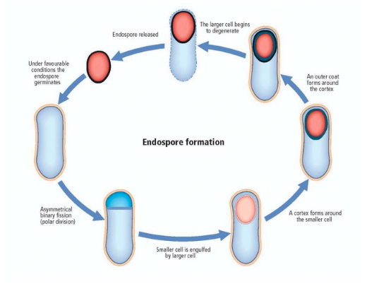 <p>endospore is a small extremely tough pod that acts as an “escape pod”:</p><ul><li><p>DNA and bare minimum of cellular material are stored in the endospore while the rest of the cell can deteriorate</p></li><li><p>endospore stays dormant until conditions improve and the cell can regenerate</p></li></ul><p></p>