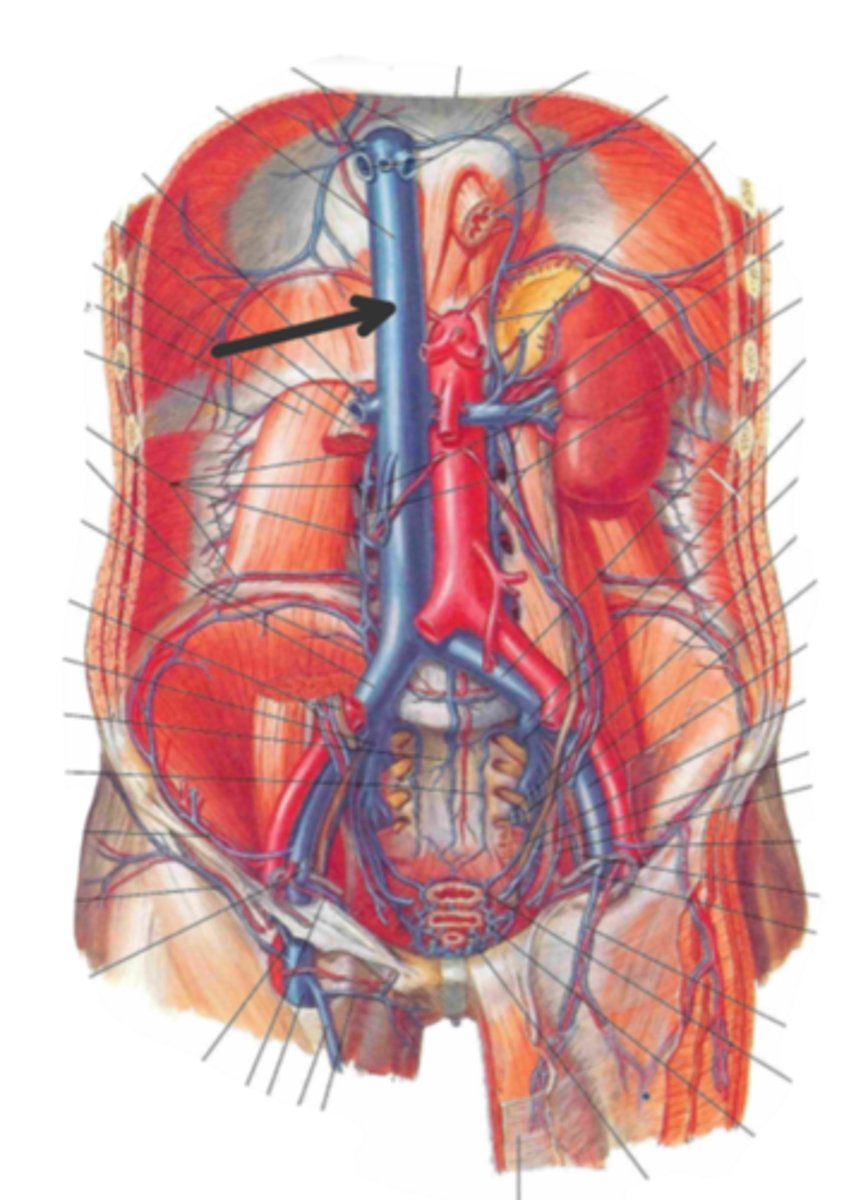<p>identify the structure(s) indicated by the arrow</p>