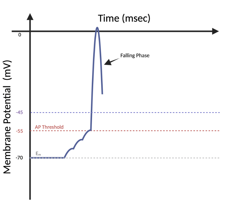 <p>(6.4) At this timepoint, which ion has the greatest movement across the membrane?</p><ul><li><p>Na+</p></li><li><p>K+</p></li></ul>