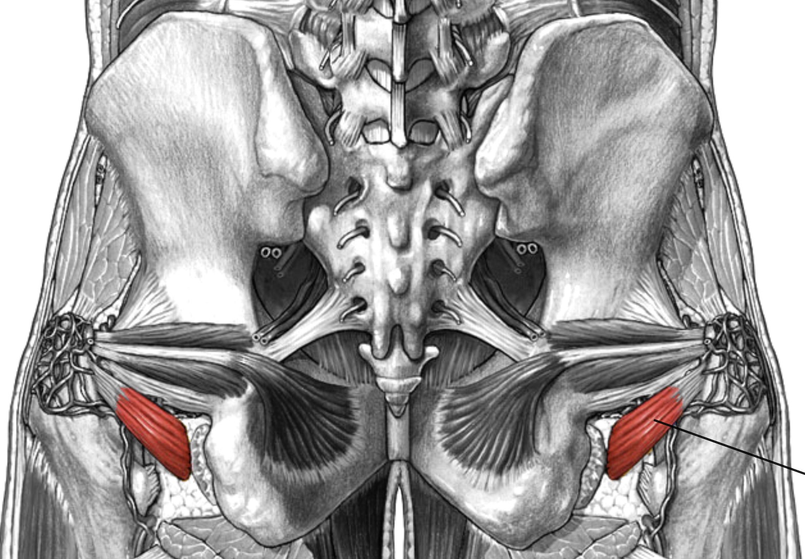 <p>Which muscle of the femur is:</p><ul><li><p>Deep to quadratus femoris</p></li><li><p>Action: lateral rot hip</p></li><li><p>Nerve: sacral plexus</p></li></ul><p></p>