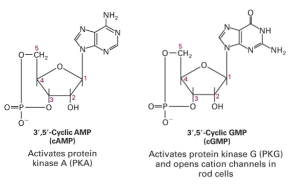 <p>2 cyclic nucleotide monophosphates </p><ul><li><p>adenosine 3,5-cyclic monophosphate </p></li><li><p>guanosine, 3,5-cyclic monophosphate </p></li></ul><p></p>