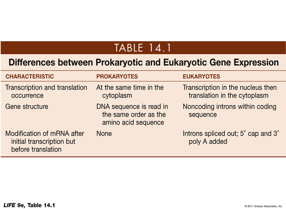 <p></p><p><strong>CHARACTERISTIC</strong>: <strong>Transcription and translation occurrence</strong></p><ul><li><p><strong>Prokaryotes</strong>: At the same time in the cytoplasm</p></li><li><p><strong>Eukaryotes</strong>: Transcription in the nucleus then translation in the cytoplasm</p></li></ul><p><strong>CHARACTERISTIC</strong>: <strong>Gene structure</strong></p><ul><li><p><strong>Prokaryotes</strong>: DNA sequence is read in the same order as the amino acid sequence</p></li><li><p><strong>Eukaryotes</strong>: Noncoding introns within coding sequence</p></li></ul><p><strong>CHARACTERISTIC</strong>: <strong>Modification of mRNA after initial transcription but before translation</strong></p><ul><li><p><strong>Prokaryotes</strong>: None</p></li><li><p><strong>Eukaryotes</strong>: Introns spliced out; 5' cap and 3' poly A added</p></li></ul><p></p>