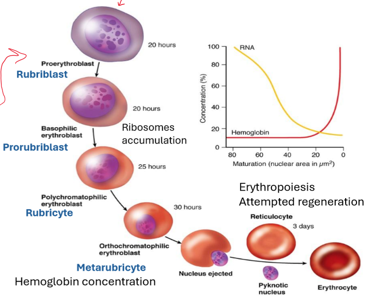 <ol><li><p>Multipotent hematopoietic stem cells (HSC)</p></li><li><p>Erythroid progenitor cells called CFU-E (Colony-Forming Unit-Erythroid)</p></li><li><p>Erythropoietin (Kidney) binds to its receptors on CFU-E cells, promoting their survival, proliferation, and differentiation.</p></li></ol><p></p>