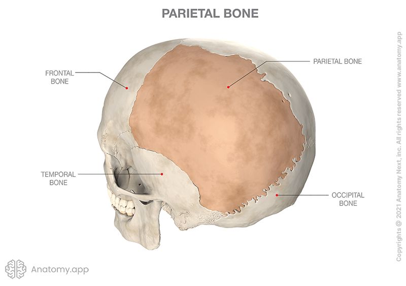 <p><span>Located on <strong>each side</strong> of the </span><strong>skull</strong><span> right <strong>behind</strong> the </span><strong>frontal bone</strong><span>. Both parietal bones together form most of the </span>calvaria<span>.</span></p>