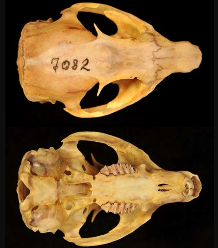 <p>golden-mantled ground squirrel&nbsp;</p><p>U-shaped temporal ridge</p>