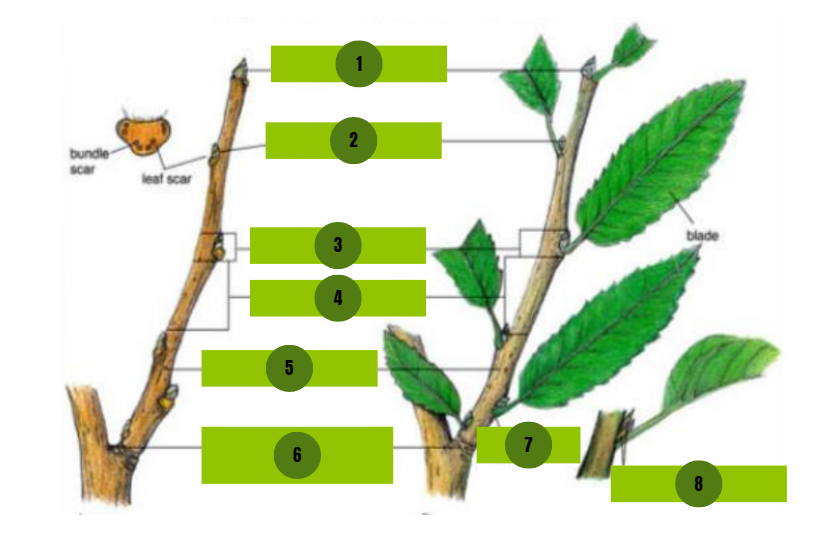 <p>8</p>