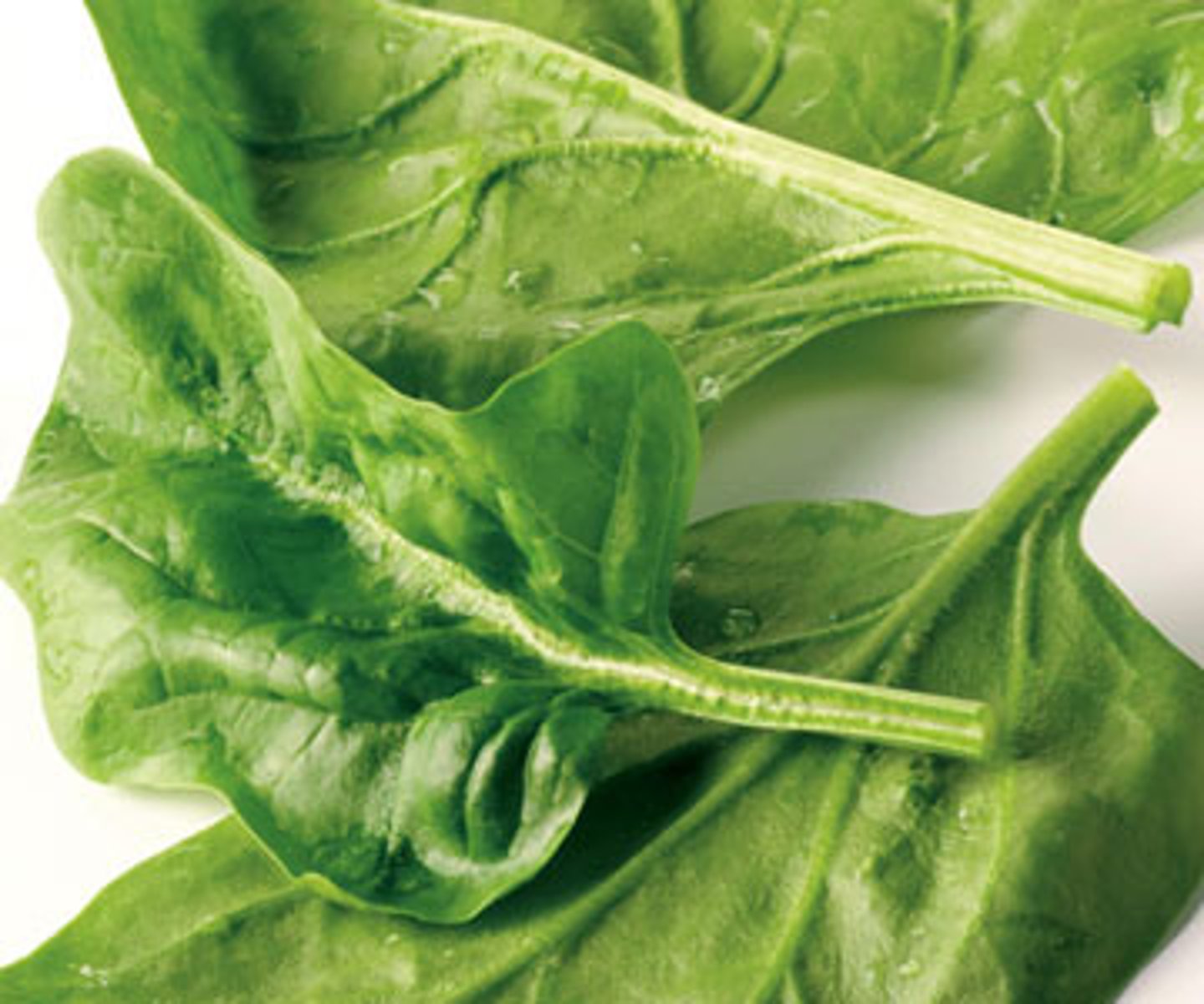 <p>spinach</p>