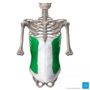 <p>Origin: External surface of ribs 5-12 Insertion: Ilium Action: Flexes and rotates trunk</p>