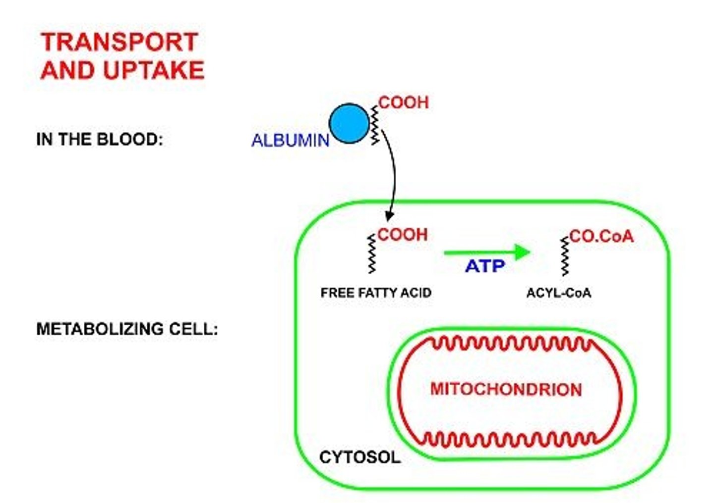 <p>(D) Albumin</p><p>The fatty acids generated by hormone-sensitive lipase will travel through the bloodstream to their target tissues via albumin</p>