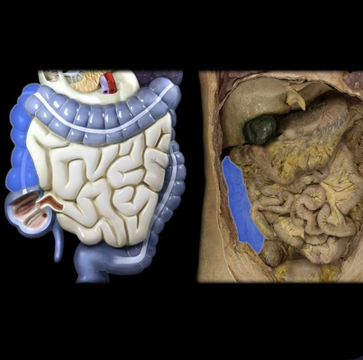 knowt flashcard image