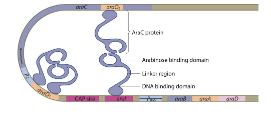 <p>the araC protein is made as usual but binds to each other to form a dimer and blocks the RNA polymerase from transcribing the genes</p>